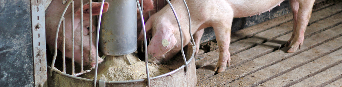 Feeding advice pig farming