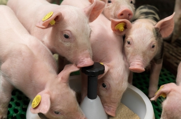 pig farm consultancy