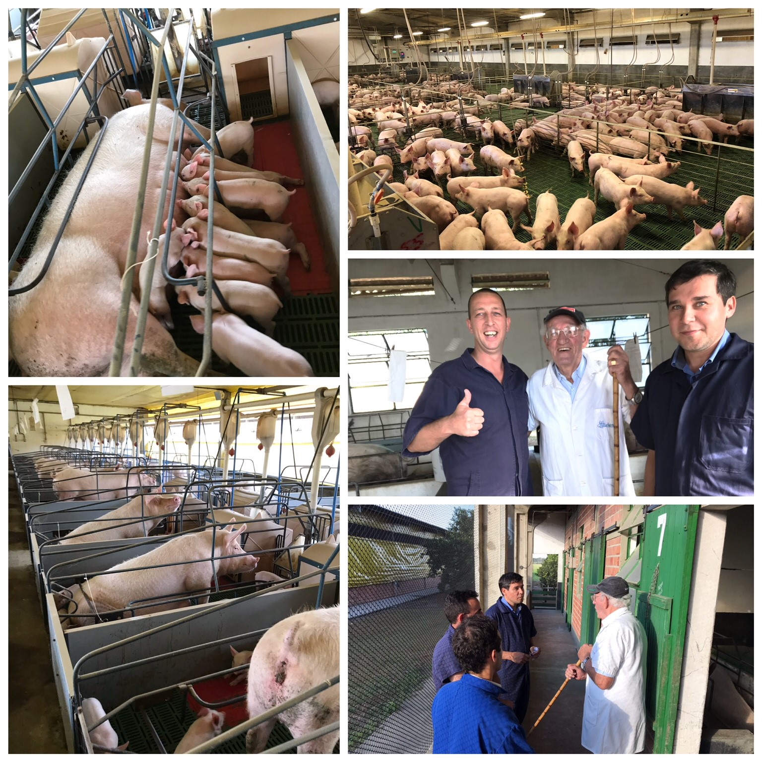 Swine Farming in Brasil