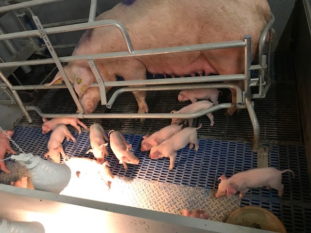 Swine Farming in Spain